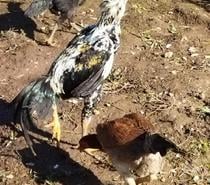 Oeufs fécondés grandes races