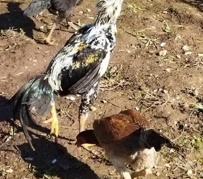 Vente animaux Serent Morbihan - Photos Vivastreet Oeufs fécondés grandes races