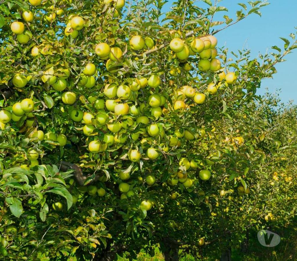  Aisne Villers Cotterets - Photos Vivastreet 50 graines de pommier golden