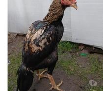 Coq shamo vente