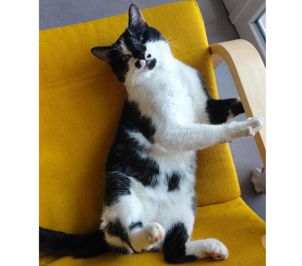 Don animaux Rhône Lyon - Photos Vivastreet OREO, chat sociable et câlin