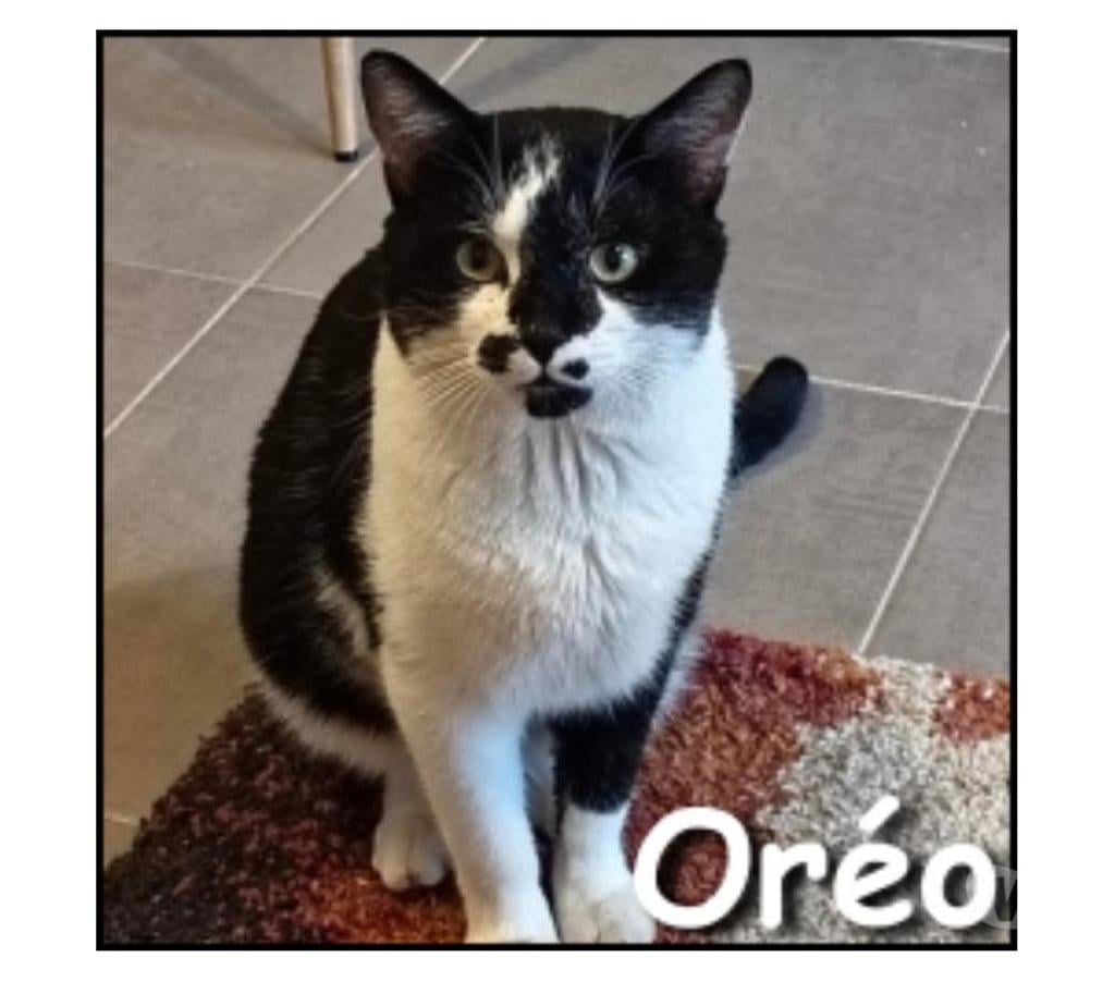 Don animaux Rhône Lyon - Photos Vivastreet OREO, chat sociable et câlin