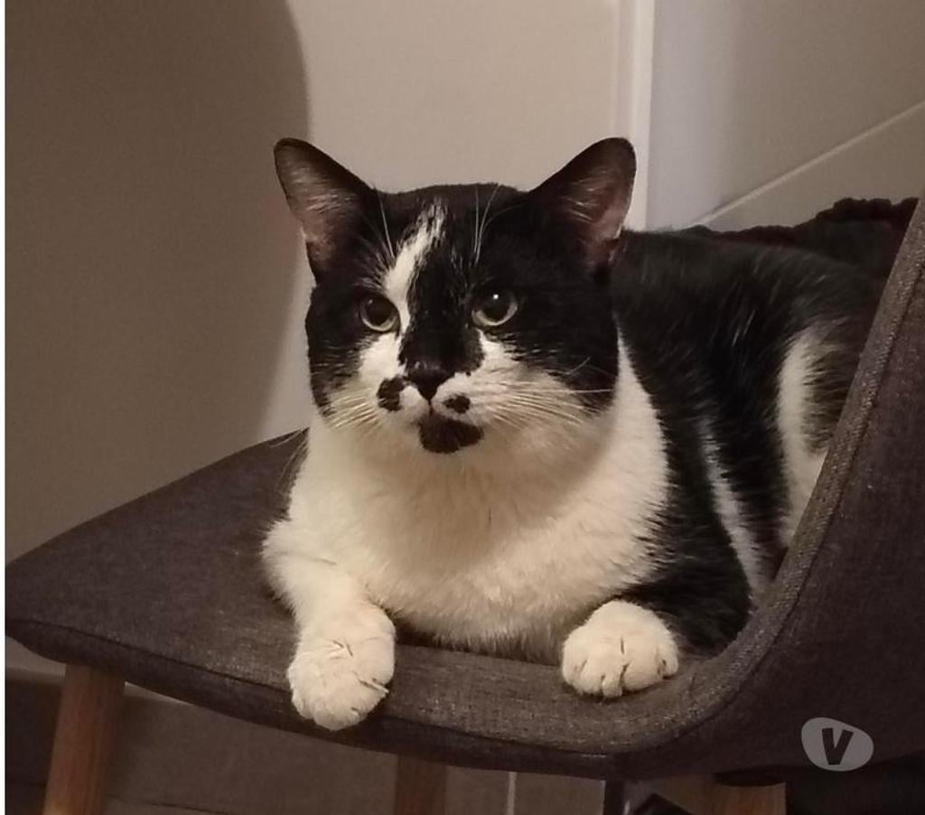 Don animaux Rhône Lyon - Photos Vivastreet OREO, chat sociable et câlin