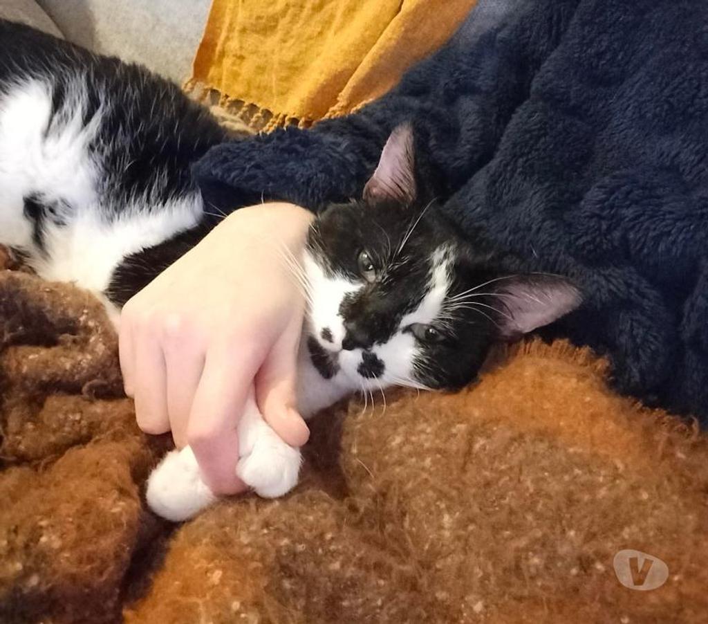 Don animaux Rhône Lyon - Photos Vivastreet OREO, chat sociable et câlin