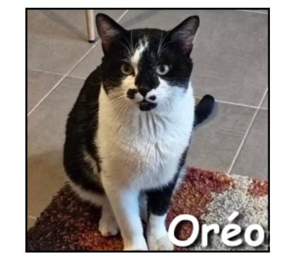 Adoption animaux Lyon Lyon - Photos Vivastreet OREO, chat sociable et câlin