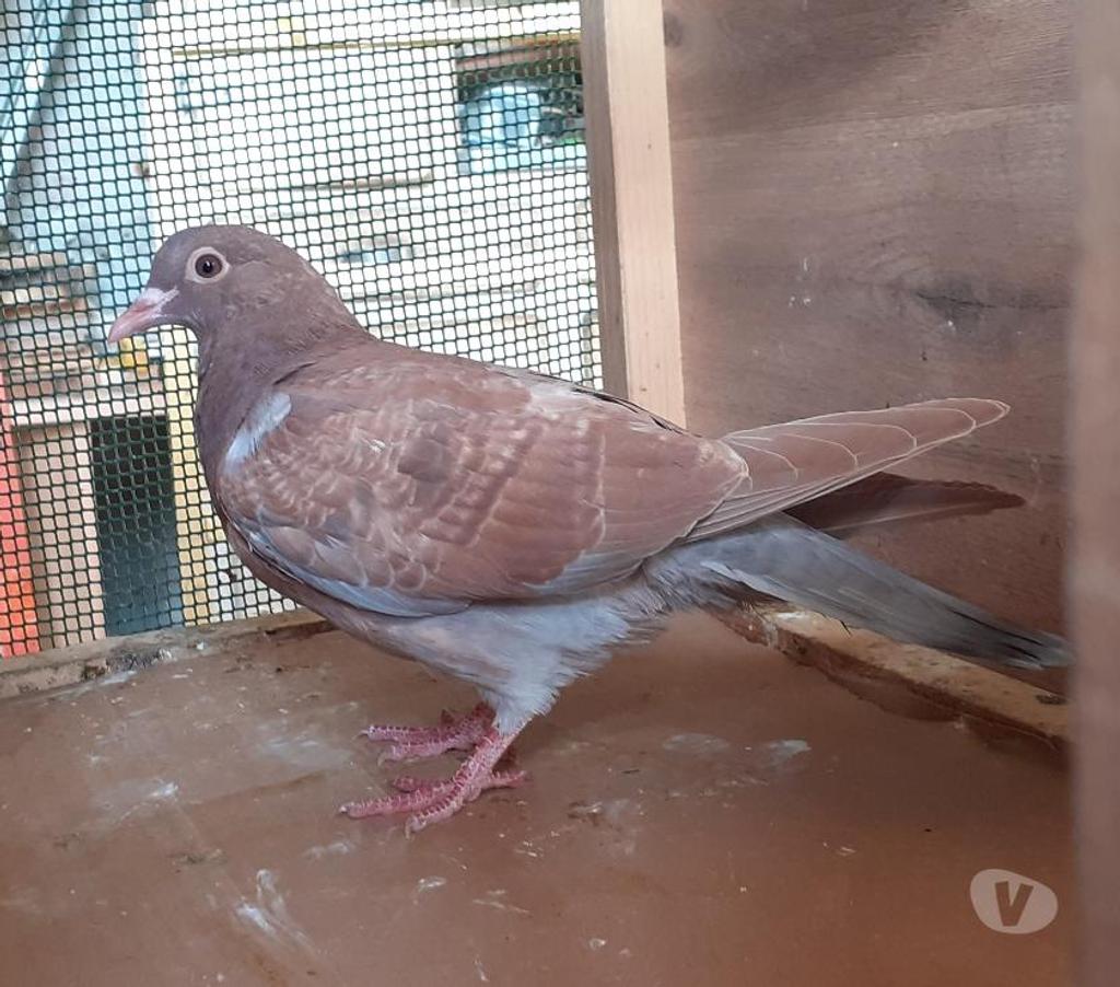 Vente Gironde Begles - 33130 - Photos Vivastreet PIGEONS ROUGES CHOCOS