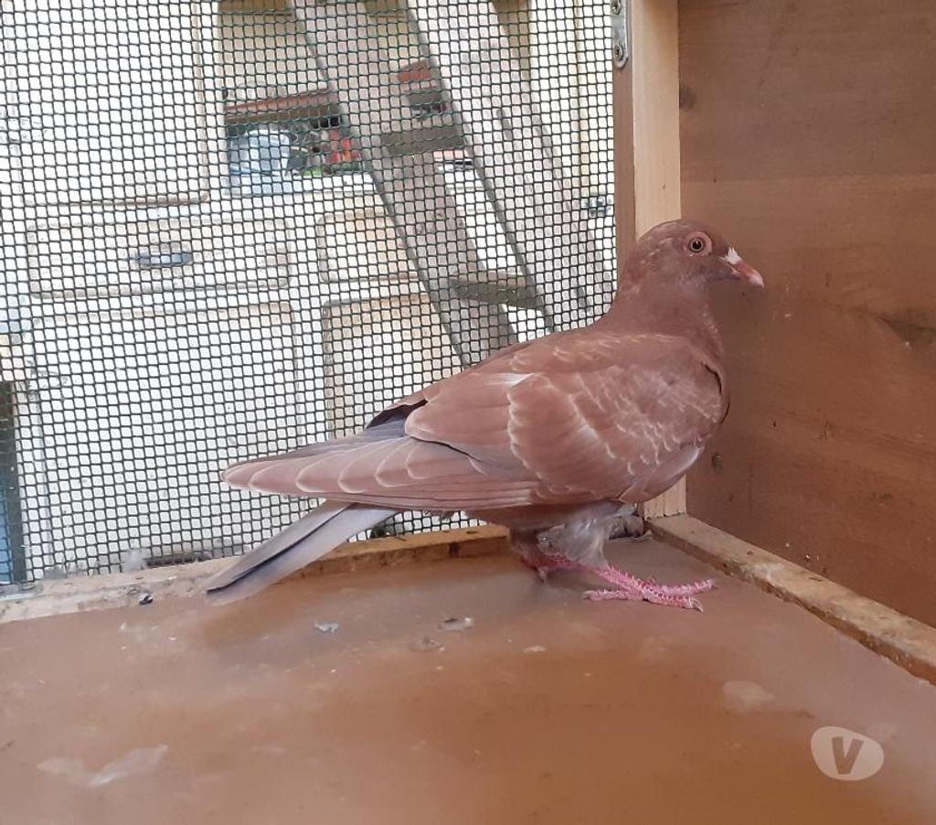 Vente Gironde Begles - 33130 - Photos Vivastreet PIGEONS ROUGES CHOCOS