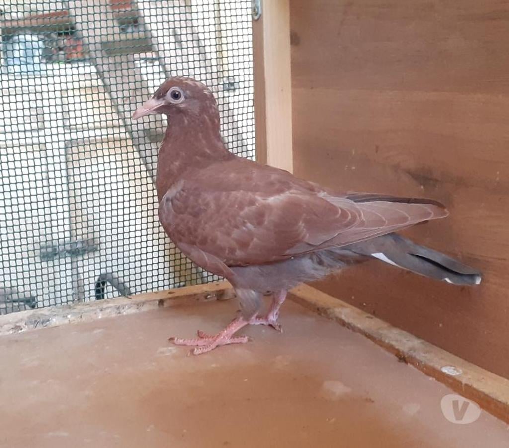 Vente Gironde Begles - 33130 - Photos Vivastreet PIGEONS ROUGES CHOCOS