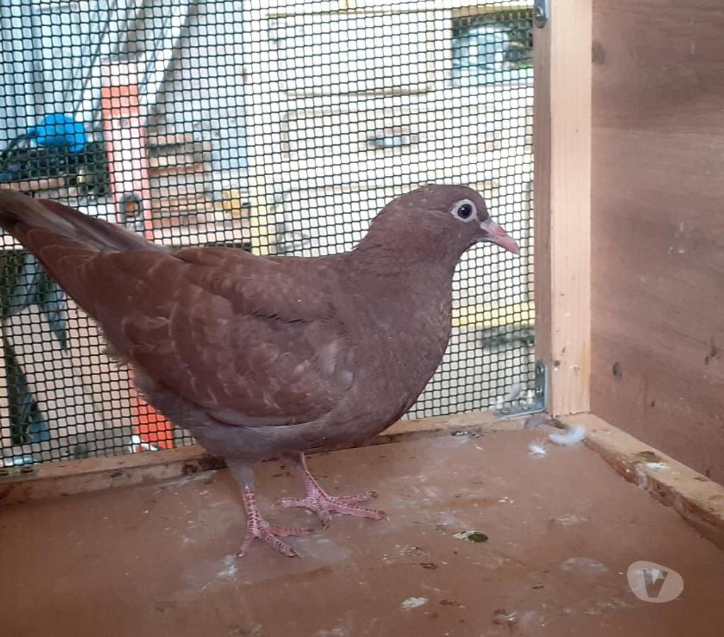 Vente Gironde Begles - 33130 - Photos Vivastreet PIGEONS ROUGES CHOCOS