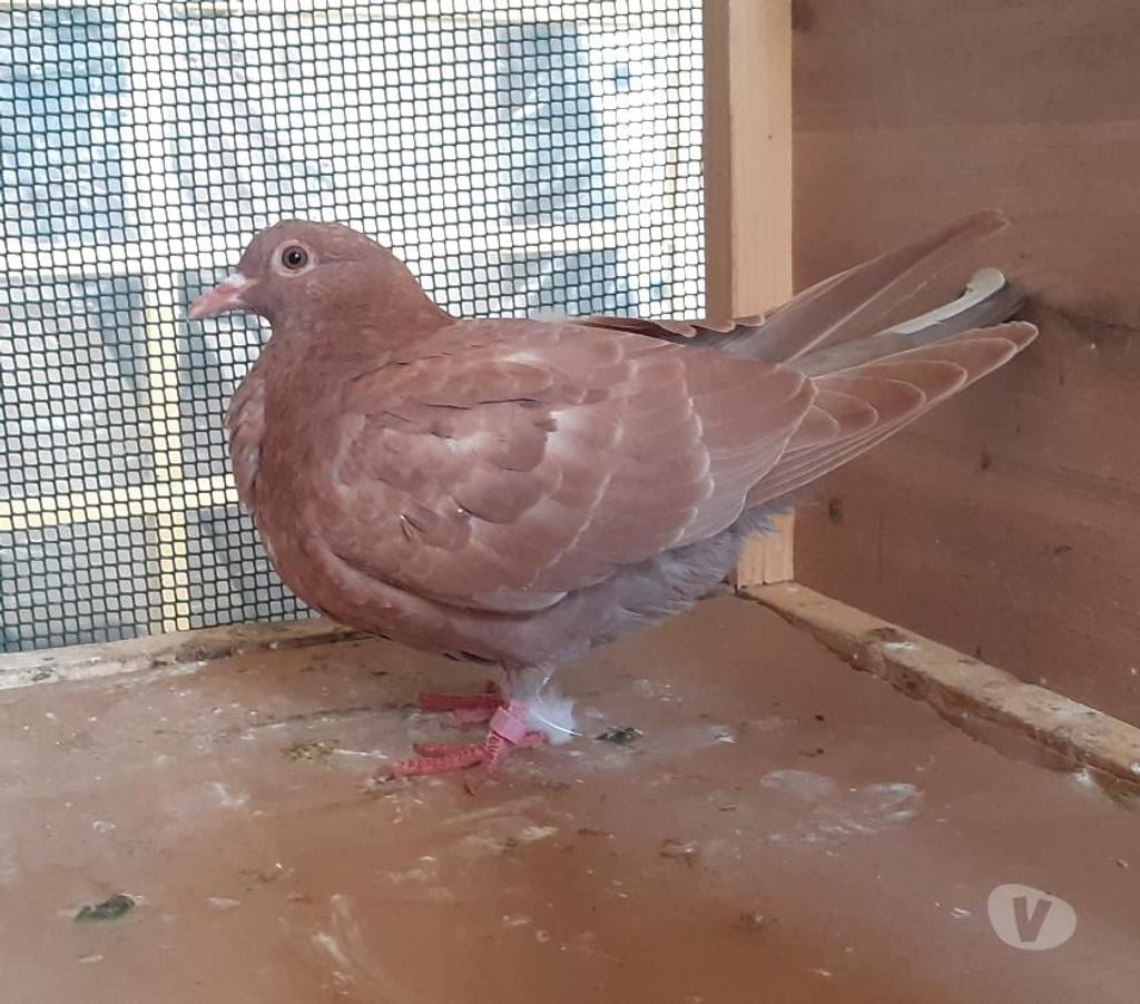 Vente Gironde Begles - 33130 - Photos Vivastreet PIGEONS ROUGES CHOCOS