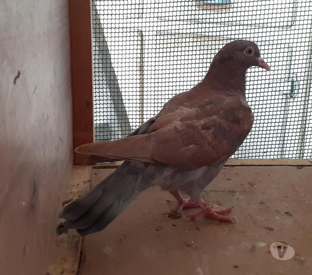 Vente Gironde Begles - 33130 - Photos Vivastreet PIGEONS ROUGES CHOCOS