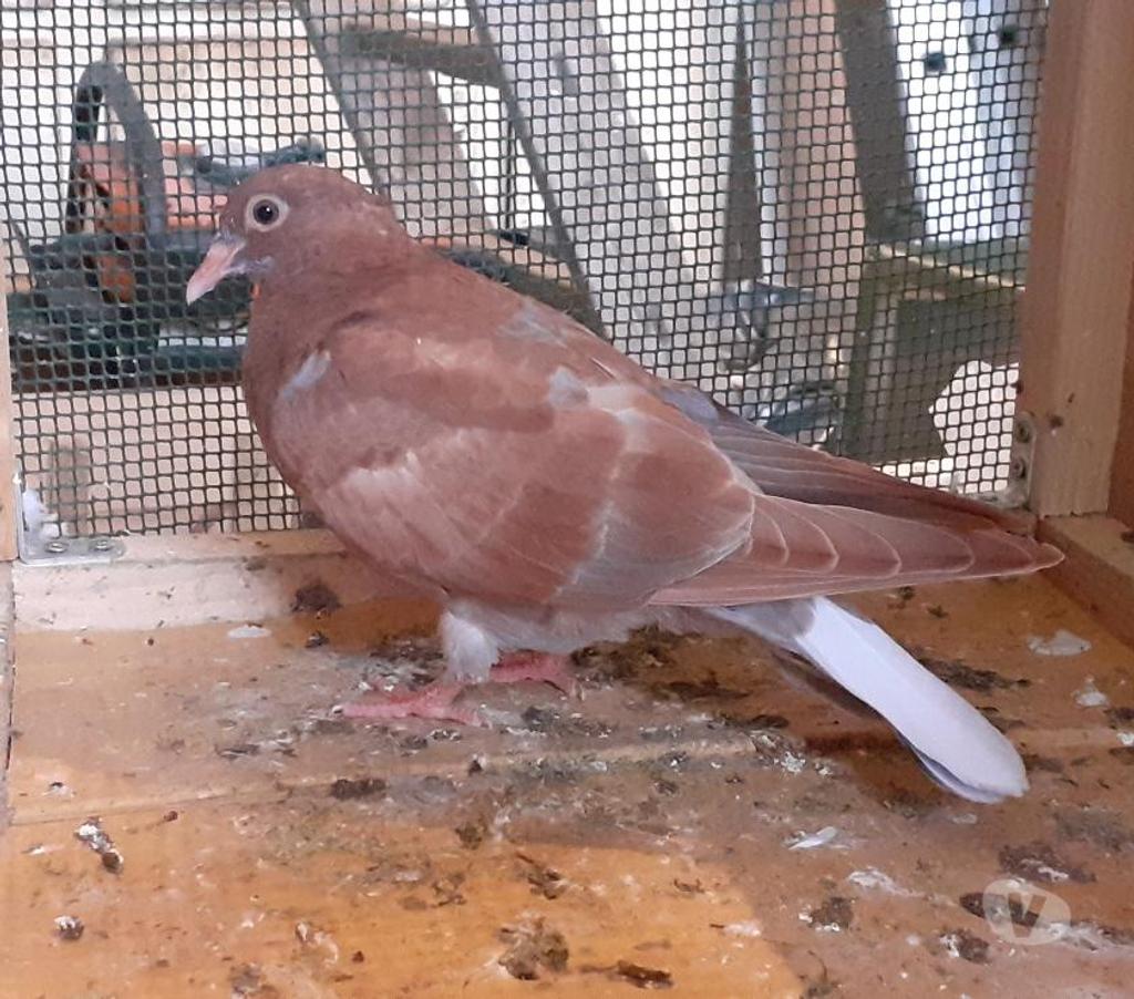 Vente Gironde Begles - 33130 - Photos Vivastreet PIGEONS ROUGES CHOCOS