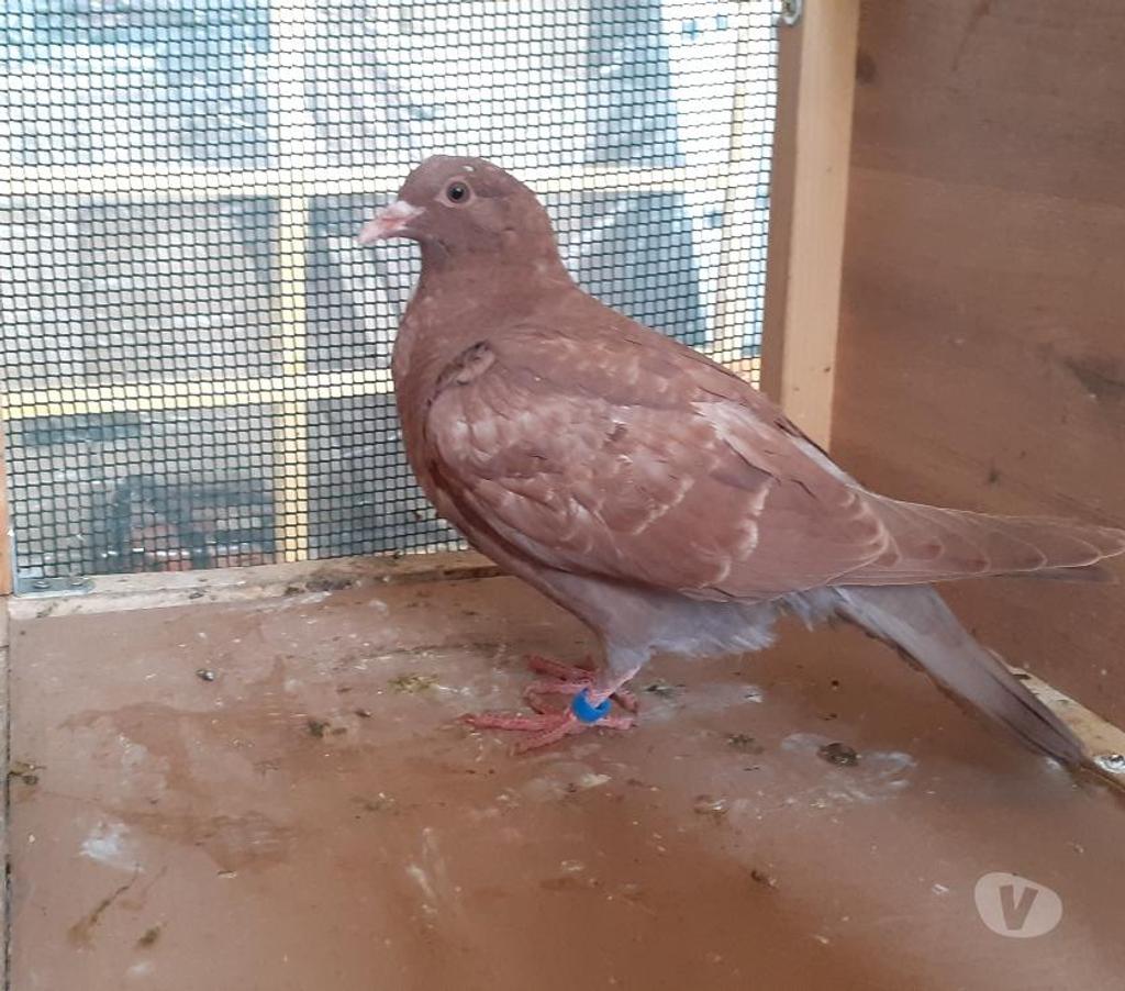 Vente Gironde Begles - 33130 - Photos Vivastreet PIGEONS ROUGES CHOCOS