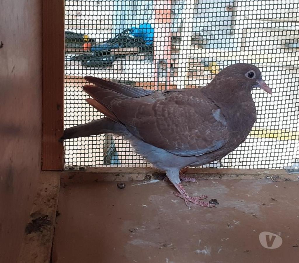 Vente Gironde Begles - 33130 - Photos Vivastreet PIGEONS ROUGES CHOCOS