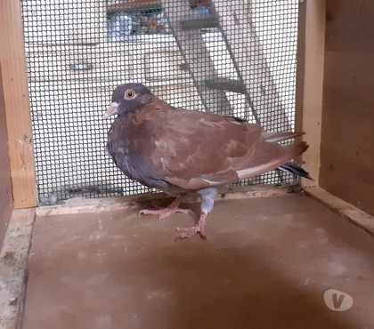 Vente animaux Begles Gironde - Photos Vivastreet PIGEONS ROUGES CHOCOS