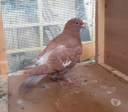 Vente animaux Begles Gironde - Photos Vivastreet PIGEONS ROUGES CHOCOS