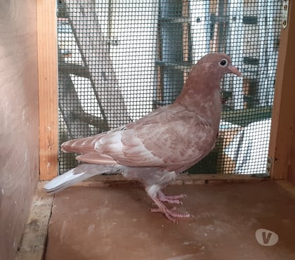 Vente animaux Begles Gironde - Photos Vivastreet JEUNES PIGEONS ROUGES CHOCOS