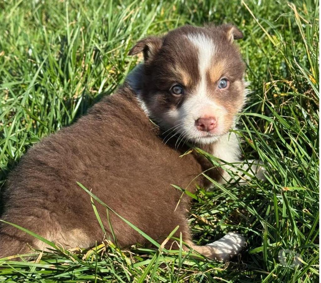 Vente Nord Lille - Photos Vivastreet Chiots border collies nés à la ferme