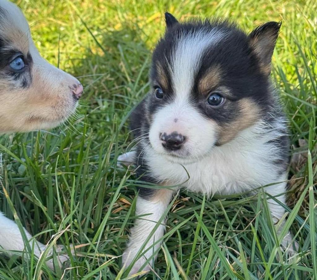 Vente Nord Lille - Photos Vivastreet Chiots border collies nés à la ferme