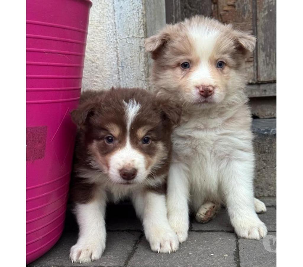 Vente Nord Lille - Photos Vivastreet Chiots border collies nés à la ferme