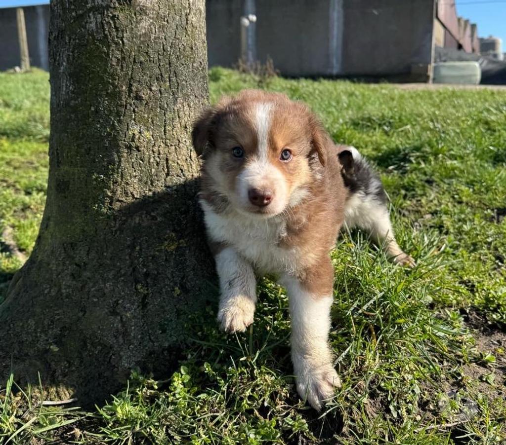 Vente Nord Lille - Photos Vivastreet Chiots border collies nés à la ferme