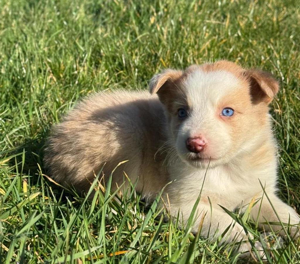 Vente Nord Lille - Photos Vivastreet Chiots border collies nés à la ferme