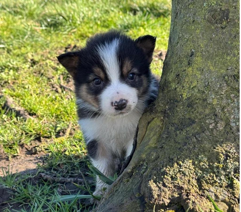 Vente Nord Lille - Photos Vivastreet Chiots border collies nés à la ferme