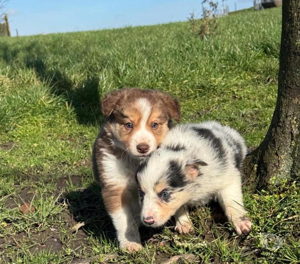 Vente Nord Lille - Photos Vivastreet Chiots border collies nés à la ferme