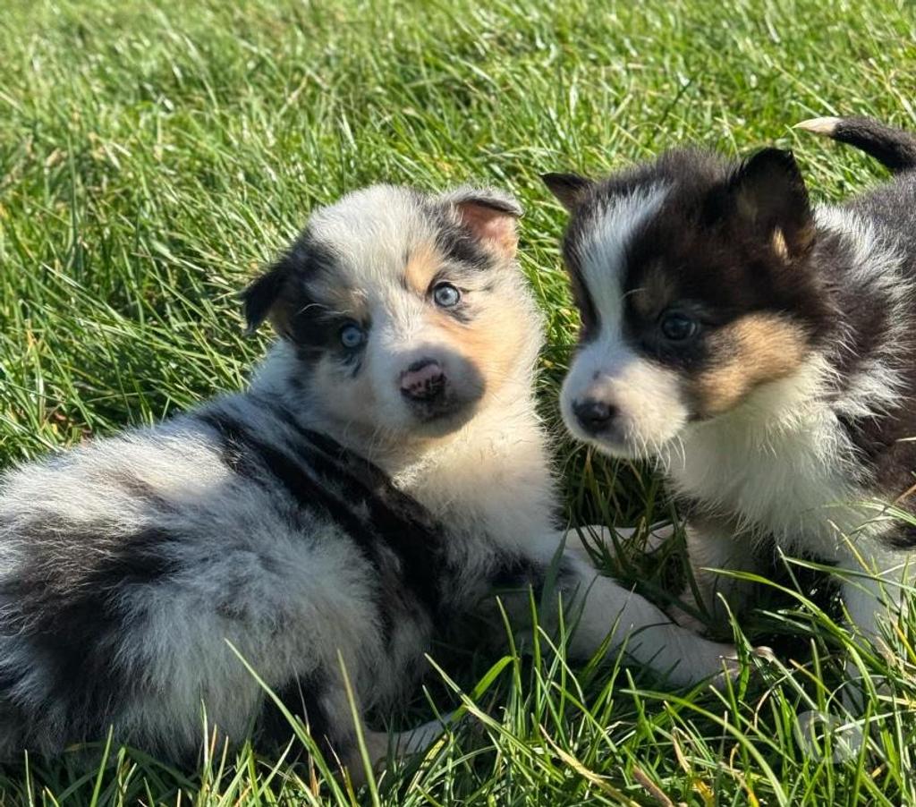 Vente Nord Lille - Photos Vivastreet Chiots border collies nés à la ferme