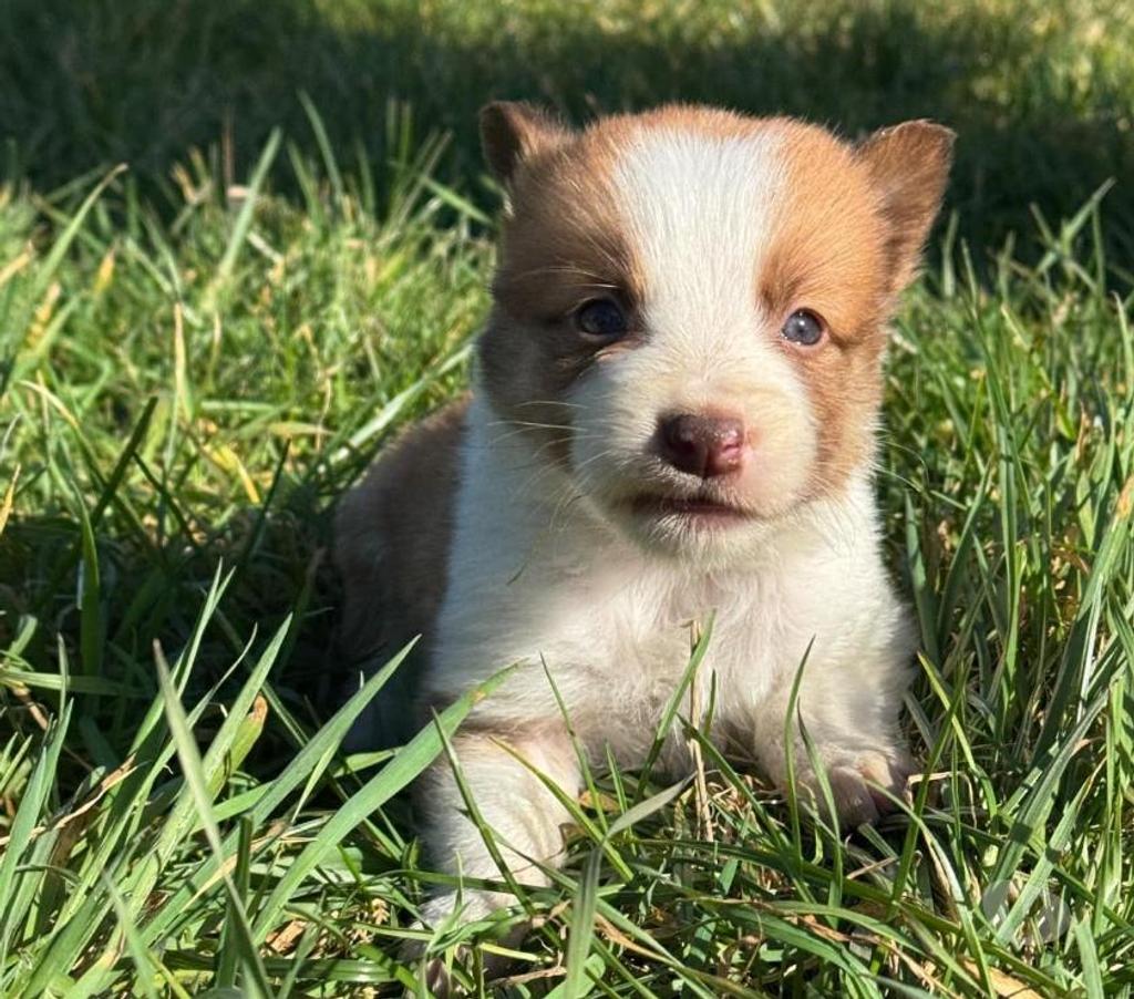 Vente Nord Lille - Photos Vivastreet Chiots border collies nés à la ferme