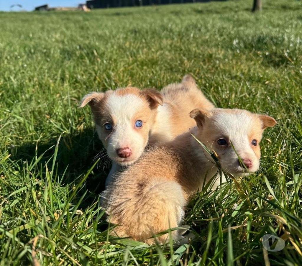 Vente Nord Lille - Photos Vivastreet Chiots border collies nés à la ferme