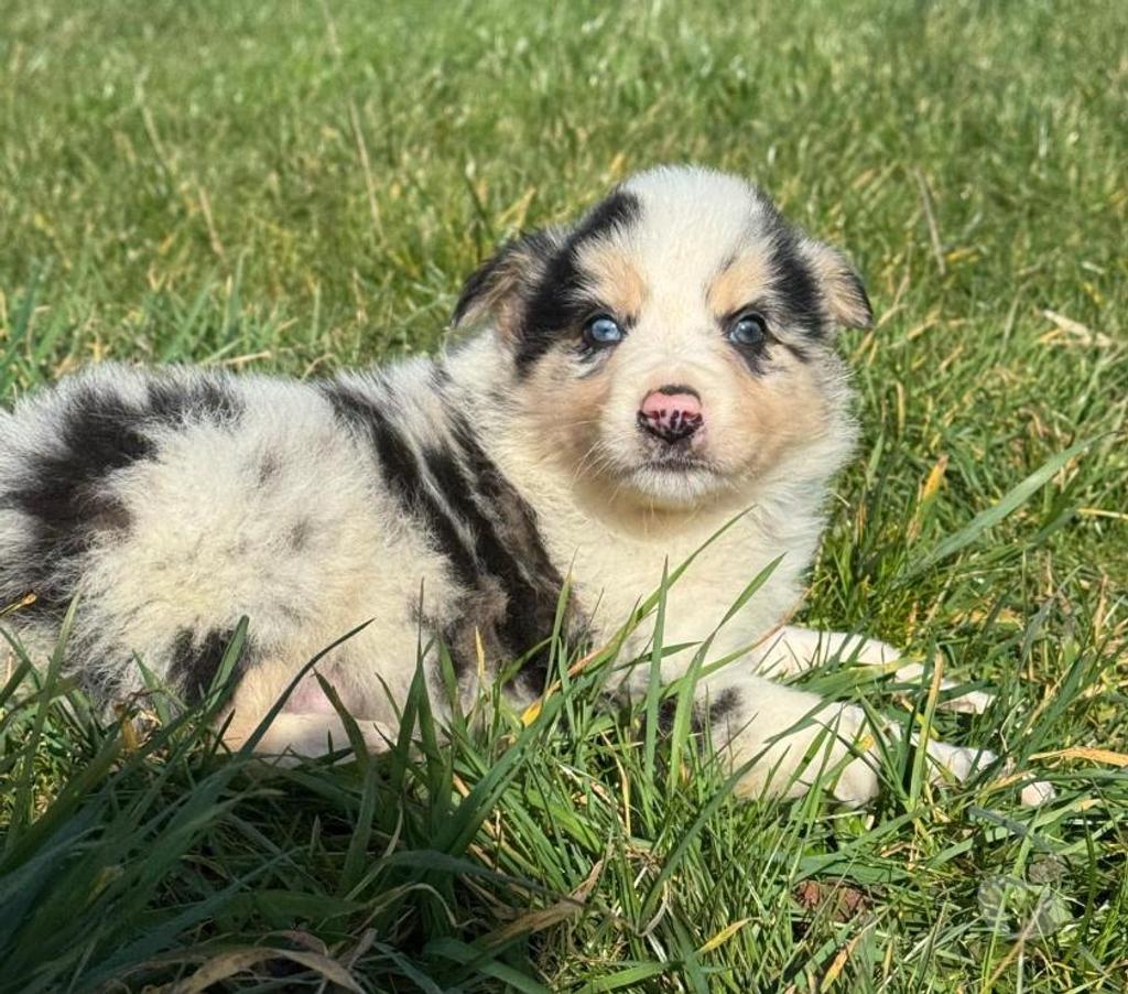 Vente Nord Lille - Photos Vivastreet Chiots border collies nés à la ferme