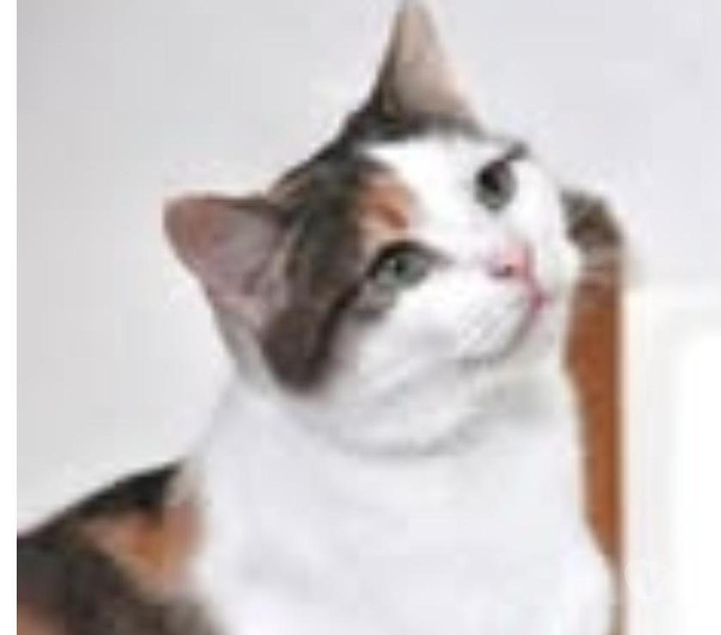 Don animaux Drôme Valence - 26000 - Photos Vivastreet Chat AYMI à l adoption