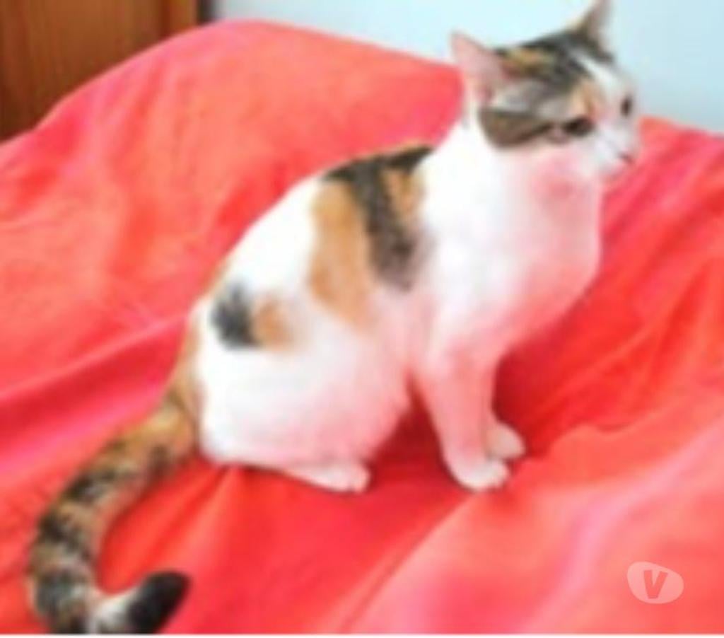 Don animaux Drôme Valence - 26000 - Photos Vivastreet Chat AYMI à l adoption