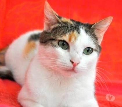 Adoption animaux Valence Drôme - Photos Vivastreet Chat AYMI à l adoption