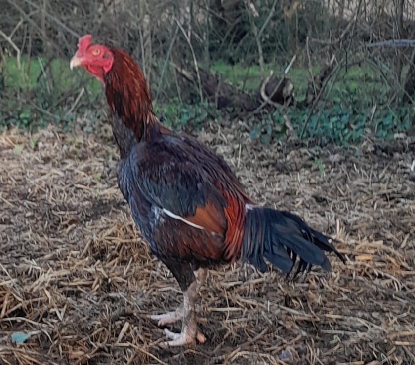 Vente animaux Rochefort Charente-Maritime - Photos Vivastreet OEUFS Fécondés de COMBATTANTS