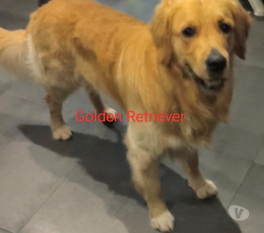 Services, accessoires animaux Ain Faramans - 01800 - Photos Vivastreet Garde chien en maison familiale 20€jour