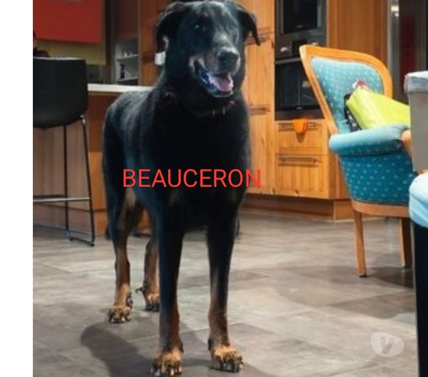 Services, accessoires animaux Ain Faramans - 01800 - Photos Vivastreet Garde chien en maison familiale 20€jour