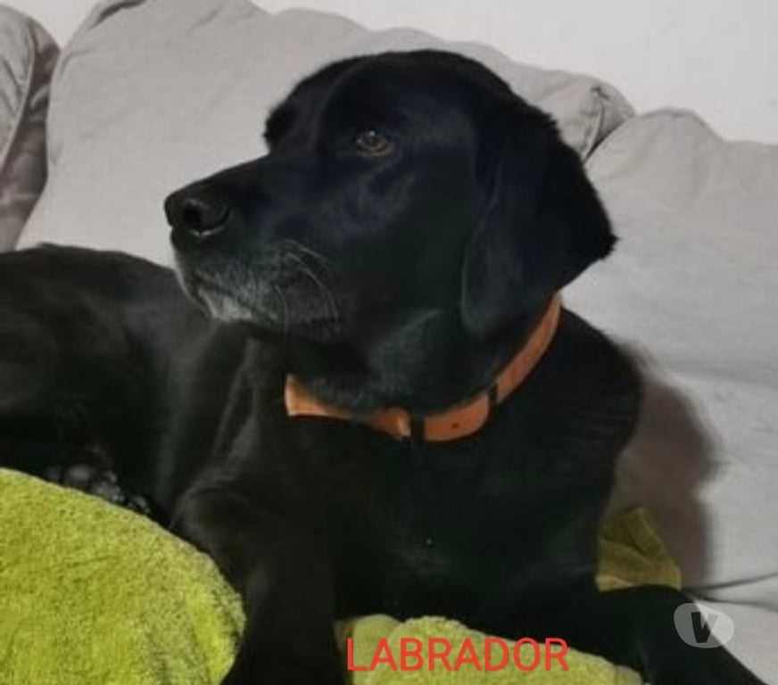 Services, accessoires animaux Ain Faramans - 01800 - Photos Vivastreet Garde chien en maison familiale 20€jour