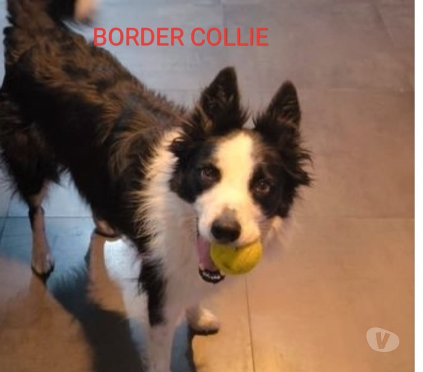 Services, accessoires animaux Ain Faramans - 01800 - Photos Vivastreet Garde chien en maison familiale 20€jour
