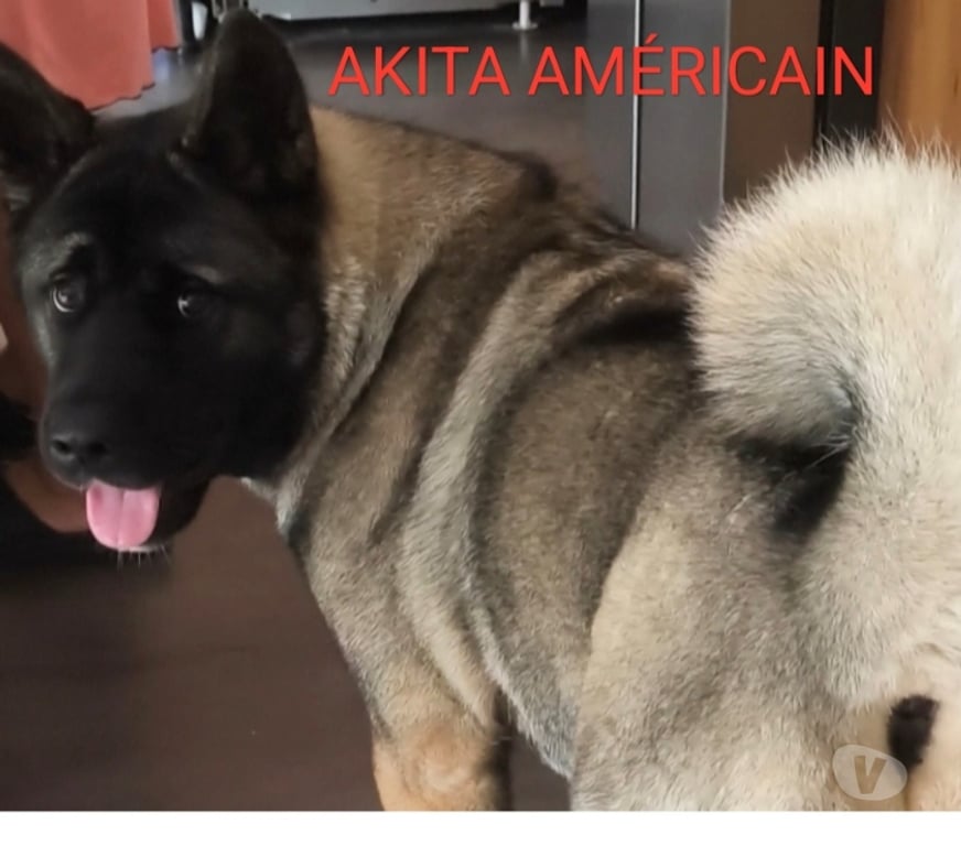 Services, accessoires animaux Ain Faramans - 01800 - Photos Vivastreet Garde chien en maison familiale 20€jour