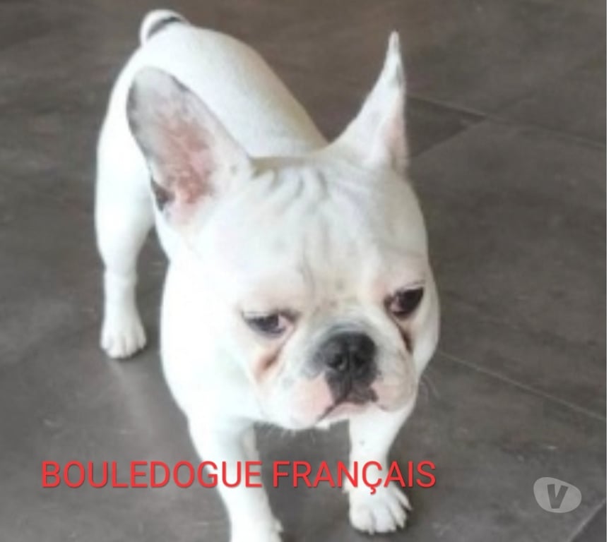 Services, accessoires animaux Ain Faramans - 01800 - Photos Vivastreet Garde chien en maison familiale 20€jour