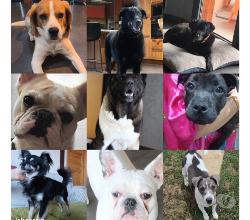 Services, accessoires animaux Ain Faramans - 01800 - Photos Vivastreet Garde chien en maison familiale 20€jour