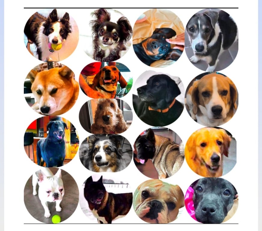 Services, accessoires animaux Ain Faramans - 01800 - Photos Vivastreet Garde chien en maison familiale 20€jour