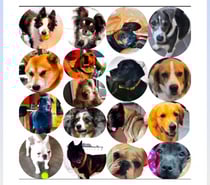 Garde chien en maison familiale 20€jour
