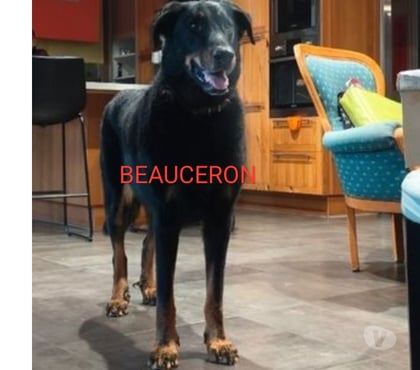 Services, accessoires animaux Faramans Ain - Photos Vivastreet Garde chien en maison familiale 25€ nuit,20€ jour