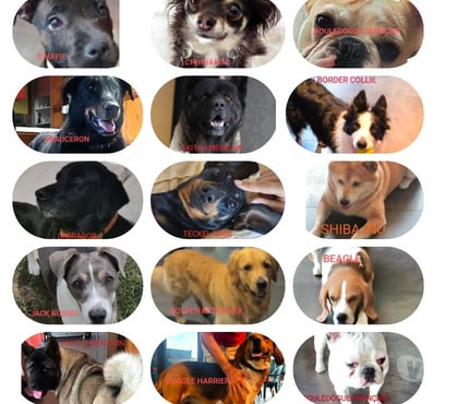 Services, accessoires animaux Faramans Ain - Photos Vivastreet Garde chien en maison familiale 20€jour