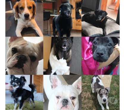 Services, accessoires animaux Faramans Ain - Photos Vivastreet Garde chien en maison familiale 20€jour