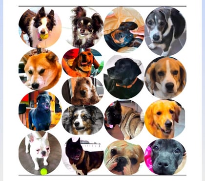 Services, accessoires animaux Faramans Ain - Photos Vivastreet Garde chien en maison familiale 20€jour