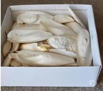 os de seiche pour oiseau